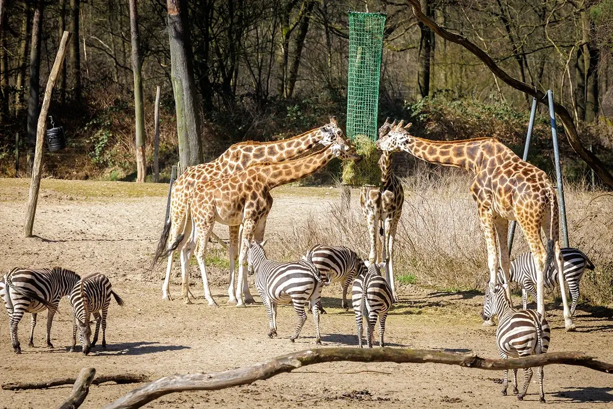 Giraffes at Burgers' Zoo Giraffes at Burgers' Zoo