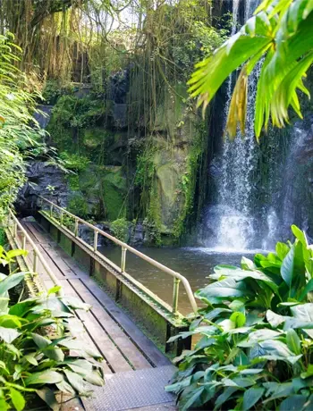 Zebra at Burgers' Zoo Zebra at Burgers' Zoo