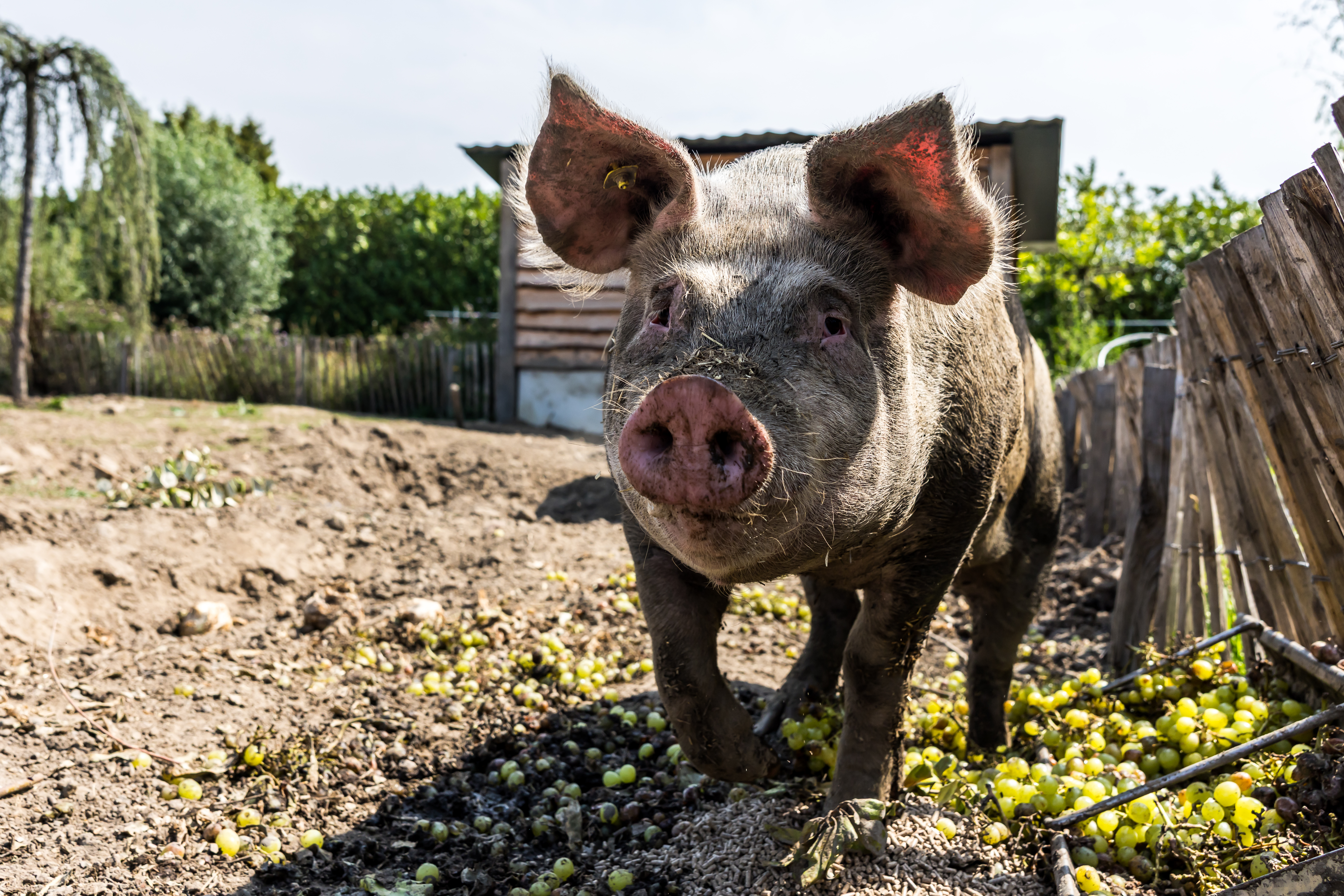 Directplant.nl Directplant.nl