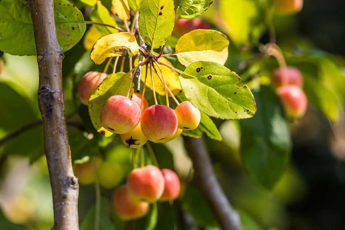 Loading plants at Directplant Loading plants at Directplant